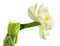 Paperwhite daffodils