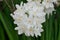 Paperwhite Narcissus `Nir` flowering bulbs