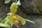 Paphiopedilum Carnivorous flower
