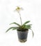 Paphiopedilum flower - tropical orchid