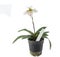 Paphiopedilum flower - tropical orchid