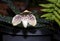 Paphiopedilum godefroyae. Paphiopedilum orchid flower or Lady`s Slipper orchid, The flowers of which has a lip that is a
