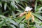 Paphiopedilum gratrixianum, Lady`s Slipper orchid