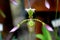 Paphiopedilum haynaldianum, Haynald`s Paphiopedilum, epiphyte and geopyte,