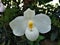 Paphiopedilum hybride blossom probably Paphiopedilum delenatii Alba