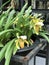 Paphiopedilum insigne orchid flowers.