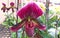 Paphiopedilum. Lady`s Slipper.