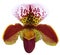Paphiopedilum, Lady`s Slipper. slipper orchid.