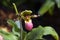 Paphiopedilum liemianum (Lady\'s Slipper Orchid)