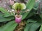 Paphiopedilum liemianum orchid