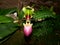 Paphiopedilum liemianum orchid