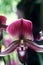 Paphiopedilum Maudiae Red 1