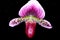 Paphiopedilum Maudiae Red 3