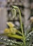 Paphiopedilum Maudiae Type Orchid