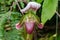 Paphiopedilum In nature that is beautiful The flowers are green or purple green