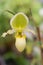 Paphiopedilum orchid