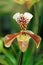 Paphiopedilum orchid