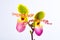 Paphiopedilum orchid