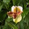 Paphiopedilum orchid flower close-up against the background of the leaves of home plants