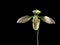 Paphiopedilum orchid (Lady slipper) on black background