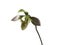 Paphiopedilum orchid (Lady slipper) on white background