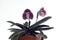 Paphiopedilum orchids flower.