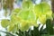 Paphiopedilum orchids flowers bloom in spring