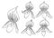 Paphiopedilum orchids set by hand drawing.