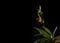 Paphiopedilum rothschildianum in bloom on black with copy space