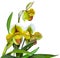Paphiopedilum In Shape Orchid Plant