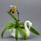 Paphiopedilum Slipper Orchid