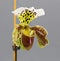 Paphiopedilum Slipper Orchid Paphiopedilum hybridum