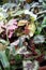 Paphiopedilum, Venerin shoe - perennial herbaceous plants