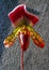 Paphiopedilum, Venus slipper