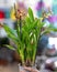 Paphiopedilum, Venus slipper orchid close up