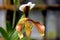 Paphiopedilum villosum, orchid from Northeast India and China