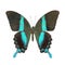 Papilio blumei isolated