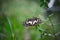 Papilio butterfly or The Common Lime Butterfly or chequered swallowtail resting on the flower plant with wings clapping wide open