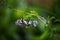 Papilio butterfly or The Common Lime Butterfly or chequered swallowtail resting on the flower plant with wings clapping wide open