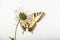 Papilio Butterfly Underside on Daisy