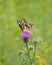 Papilio Cresphontes Giant Swallowtail Butterfly