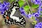 Papilio demoleus black and white spots butterfly