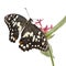 Papilio demoleus butterfly