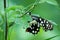 Papilio demoleus is a common and widespread swallowtail butterfly. The butterfly is also known as the lime butterfly,  lem