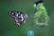 Papilio demoleus is a common and widespread swallowtail butterfly. The butterfly is also known as the lime butterfly,  lem