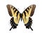Papilio glaucus maynardi (female)