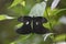 Papilio helenus  - Butterfly