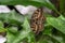 Papilio lormieri butterfly, Central Emperor Swallowtail on a leaf