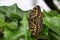 Papilio lormieri butterfly, Central Emperor Swallowtail on a leaf