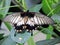 Papilio Lowi butterfly inside the Dubai Butterfly Garden